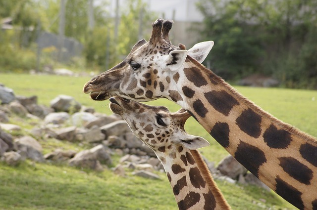 Wildlands Zoo Emmen